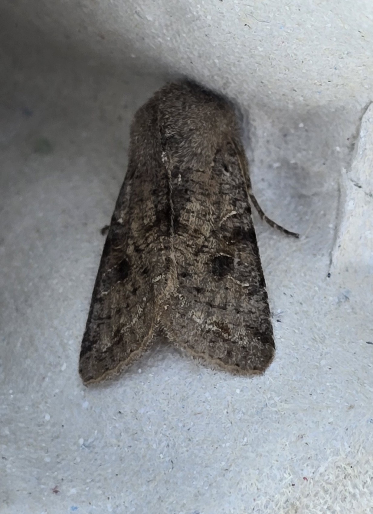 Photo of Clouded Drab (Orthosia incerta)